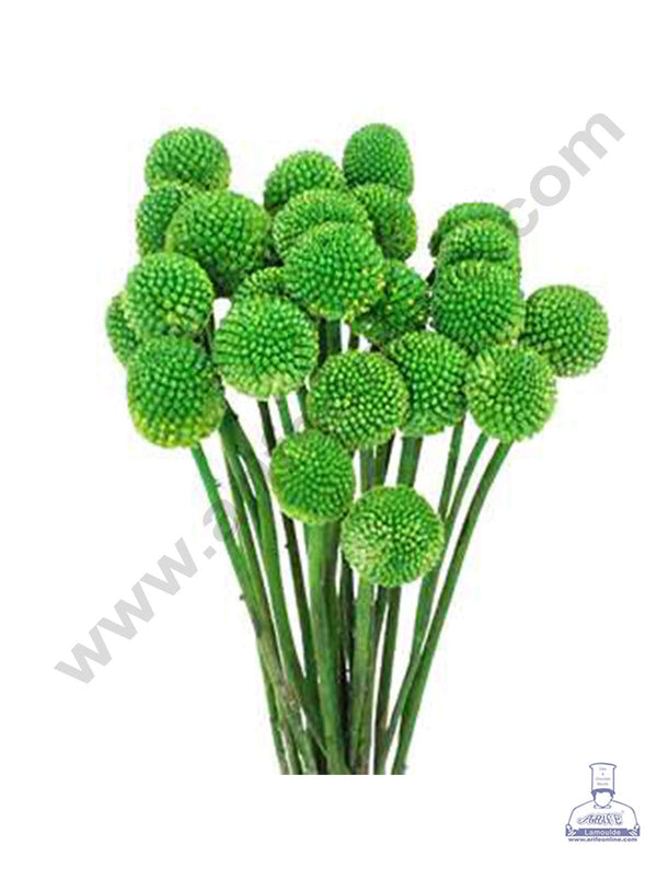 CAKE DECOR™ Green Color Natural Craspedia Balls Billy Buttons For Cake Decoration Bouquet Wedding Party Centerpieces Decorative – Green (5 pcs pack)