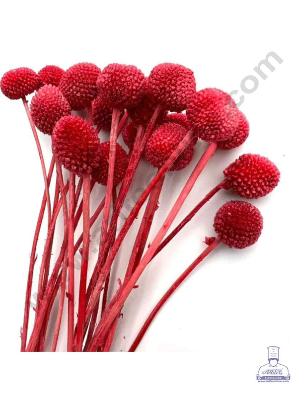 CAKE DECOR™ Dark Red Color Natural Craspedia Balls Billy Buttons For Cake Decoration Bouquet Wedding Party Centerpieces Decorative – Dark Red (5 pcs pack)