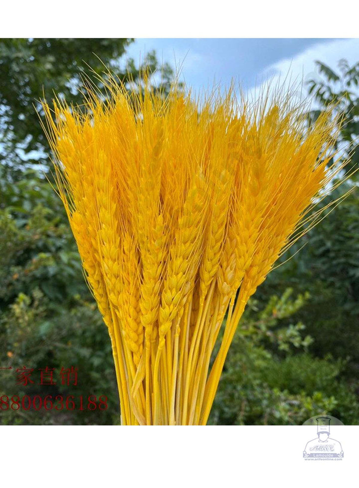 CAKE DECOR™ Natural Yellow Color Dried Wheat Grass Wheat Stalks For Cake Decoration Bouquet Wedding Party Centerpieces Decorative - Yellow (10 pcs pack)