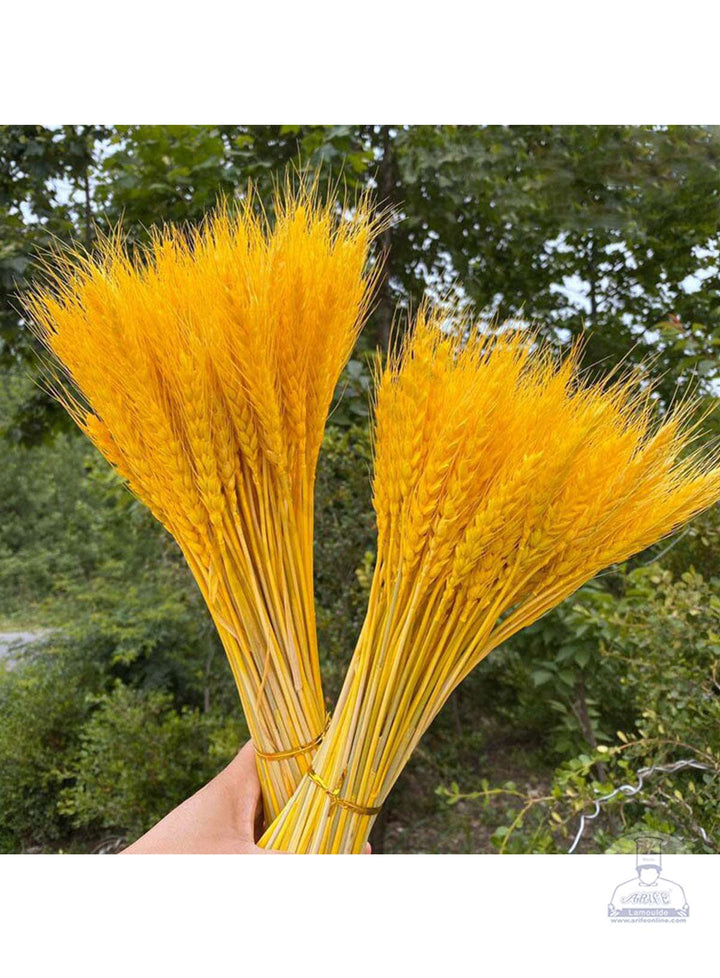 CAKE DECOR™ Natural Yellow Color Dried Wheat Grass Wheat Stalks For Cake Decoration Bouquet Wedding Party Centerpieces Decorative - Yellow (10 pcs pack)