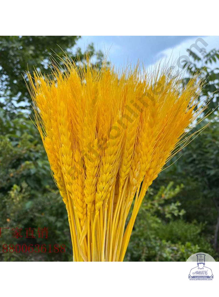 CAKE DECOR™ Natural Yellow Color Dried Wheat Grass Wheat Stalks For Cake Decoration Bouquet Wedding Party Centerpieces Decorative - Yellow (10 pcs pack)