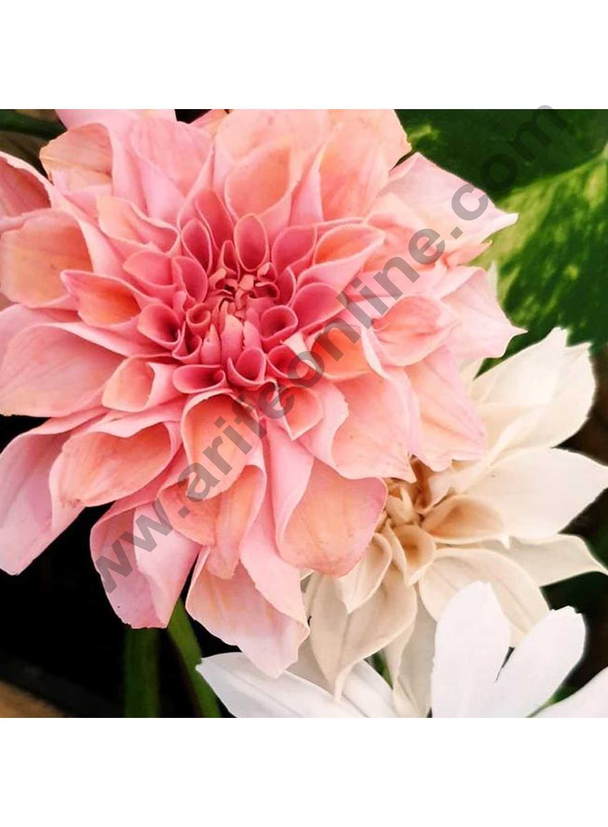 Flower Rife Magic Colours Flower Paste White 250 g – Arife Online Store